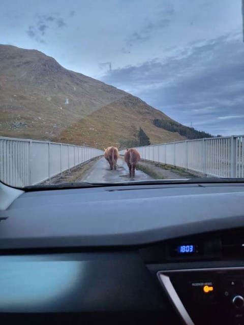 Looking through the front window of a car at 2 Highland Cattle crossing a bridge.
