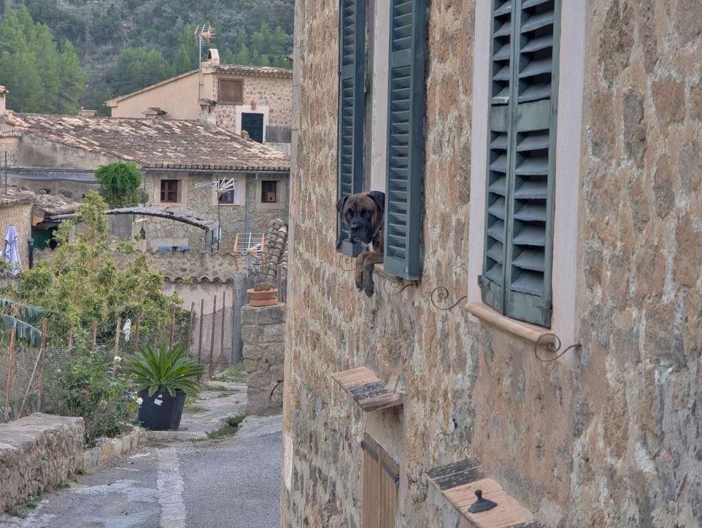 Narrow streets, stone houses with a large brown dog looking out the window